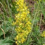 Galium verum Cvet