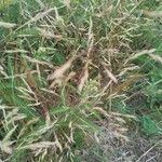 Chrysopogon aciculatus 果