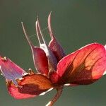 Helleborus purpurascens Flower