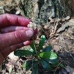 Chimaphila umbellata Λουλούδι