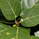 Ficus ovalis Лист