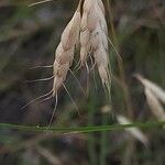 Bromus squarrosus Плод