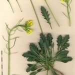 Brassica repanda Altro