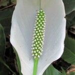Spathiphyllum montanum Çiçek