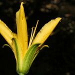 Erblichia odorata Flor