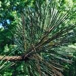 Pinus resinosa Blad