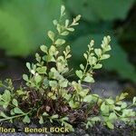 Asplenium x alternifolium その他の提案
