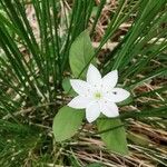 Lysimachia europaea Blomma