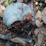 Detarium macrocarpum Frucht