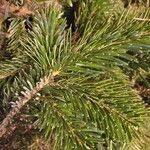 Abies nordmanniana Leaf