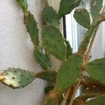 Opuntia maxima Flower