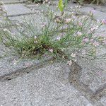 Gypsophila muralis Hábitos