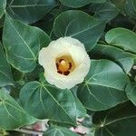 Thespesia populneaFlower