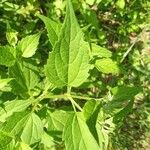 Chromolaena odorata Hoja