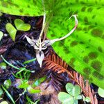 Scoliopus bigelovii Blüte