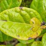 Viburnum treleasei Lapas