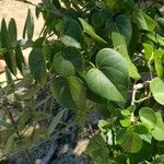 Avicennia germinans Leaf