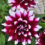 Dahlia pinnataFlower