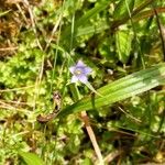 Wahlenbergia hederacea Flor