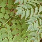 Aralia elata List