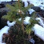 Picea abies List