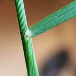 Poa nemoralis Leaf