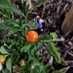 Solanum pseudocapsicum Frucht