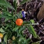 Solanum pseudocapsicum फल