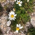 Leucanthemopsis alpina 花