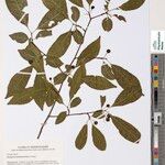Rytigynia sambavensis Other