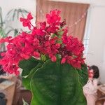 Clerodendrum splendens Λουλούδι