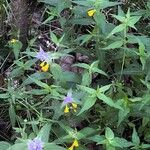 Melampyrum nemorosum Květ