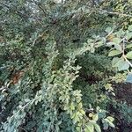 Cotoneaster pannosus Blad