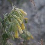 Onosma erecta Blodyn