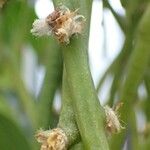 Rhipsalis floccosa Fruit