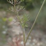 Scandix australis Leaf