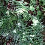 Dryopteris erythrosora 葉