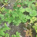 Rubus canadensis Hábito