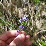 Polygala vulgarisBlomst