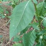 Dipsacus pilosus Leaf