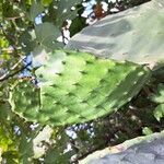 Opuntia ficus-indicaFolio