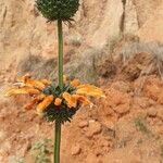 Leonotis leonurus Flor