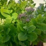 Hylotelephium spectabile Folha