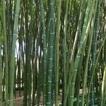 Phyllostachys bambusoides Bark