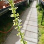 Coleus grandidentatus Flower