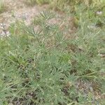 Lupinus bicolor Leaf