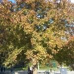 Liquidambar styracifluaΣυνήθη χαρακτηριστικά