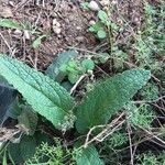 Phlomis herba-venti Feuille