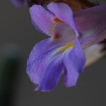 Primulina dryas Flower