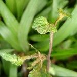 Lantana grisebachii 葉